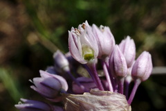 Allium erubescens