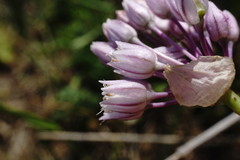 Allium erubescens