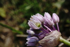 Allium erubescens