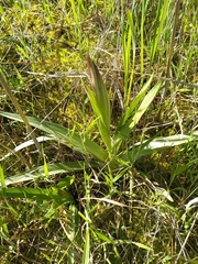 Serapias parviflora laxiflora