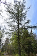 Larix laricina image