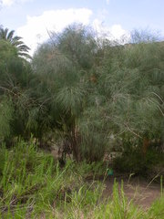 Asparagus plocamoides