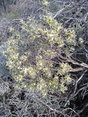 Thymelaea tartonraira