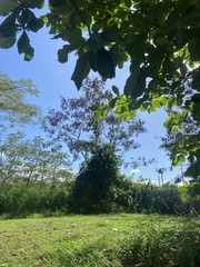 Albizia procera