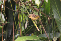 Ploceus castanops
