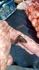 Euclera rubricincta