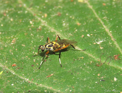 Raphiocerinae