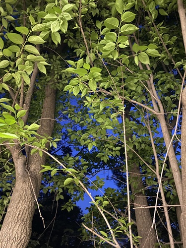 Gutta-percha Tree