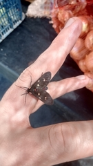 Euclera rubricincta
