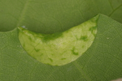 Macrodiplosis pustularis