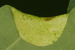 Macrodiplosis pustularis