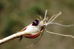 Allium erubescens
