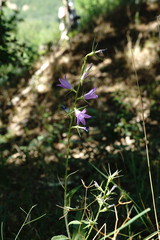 Campanula rapunculus lambertiana