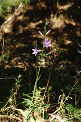 Campanula rapunculus lambertiana