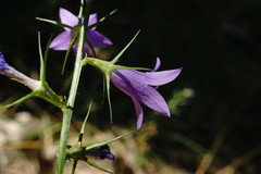 Campanula rapunculus lambertiana