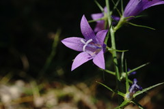 Campanula rapunculus lambertiana