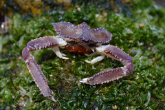 Latulambrus occidentalis