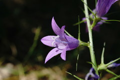 Campanula rapunculus lambertiana