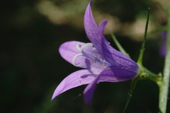 Campanula rapunculus lambertiana