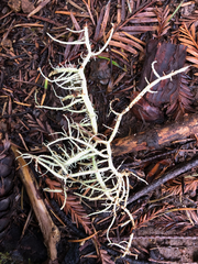 Usnea fragilescens