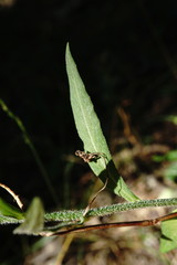 Campanula rapunculus lambertiana