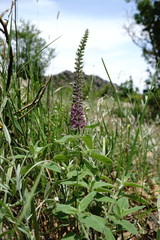 Teucrium hircanicum
