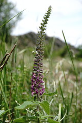 Teucrium hircanicum