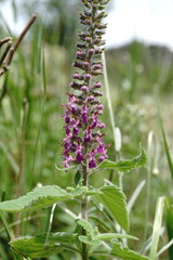 Teucrium hircanicum