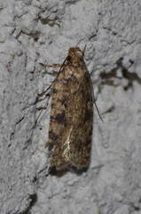 Agonopterix ferocella