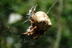 Araneus grossus