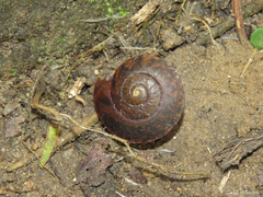 Anostoma