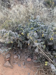 Cylindropuntia whipplei