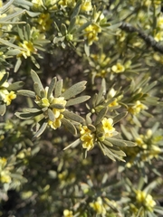 Thymelaea tartonraira