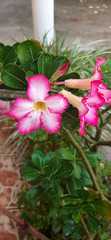 Adenium obesum