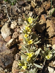 Thymelaea tartonraira