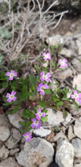 Malcolmia chia