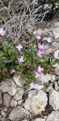 Malcolmia chia