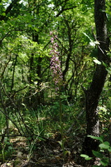 Himantoglossum formosum