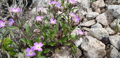 Malcolmia chia