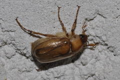 Rhizotrogus marginipes