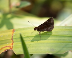 Ginungagapus ranesus