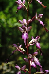 Himantoglossum formosum