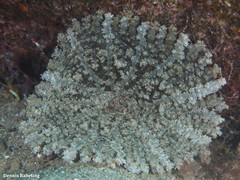 Actinostella flosculifera