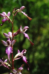 Himantoglossum formosum
