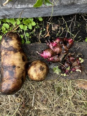 Smallanthus sonchifolius