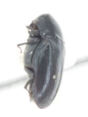 Orphilus subnitidus