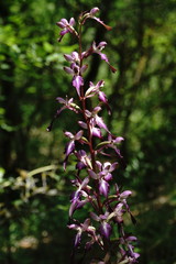 Himantoglossum formosum