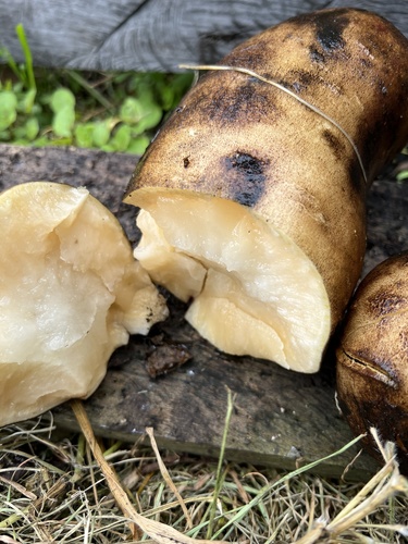 Smallanthus sonchifolius, photograph 2