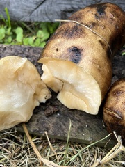 Smallanthus sonchifolius