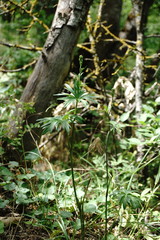 Delphinium macropogon
